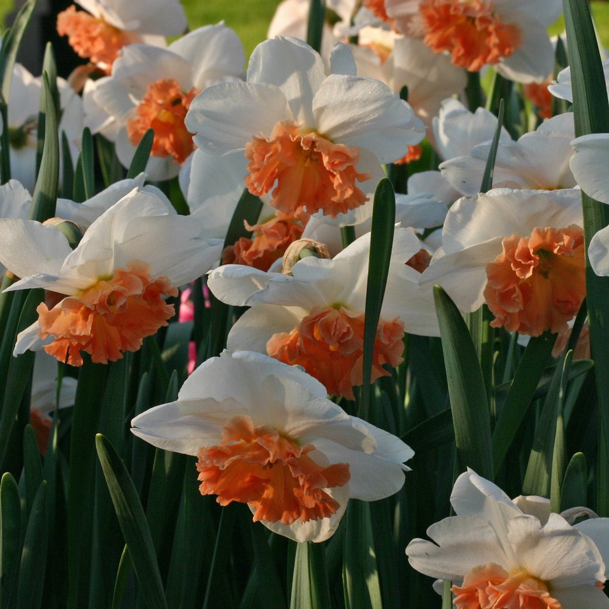 Precocious - Narcissus - Fluwel