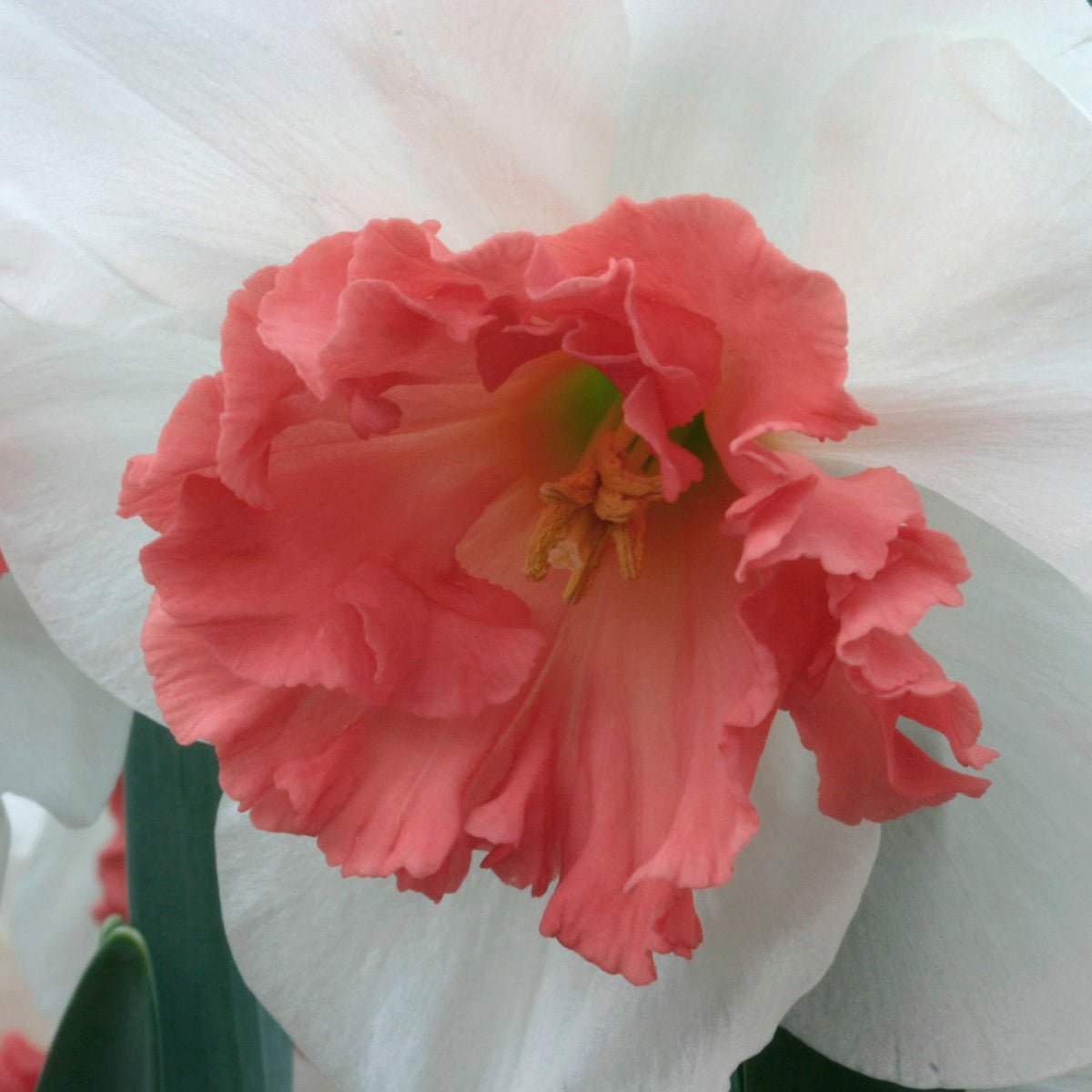Precocious - Large-cupped narcis - Fluwel