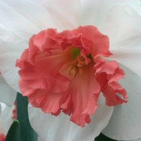Precocious - Narcissus - Fluwel