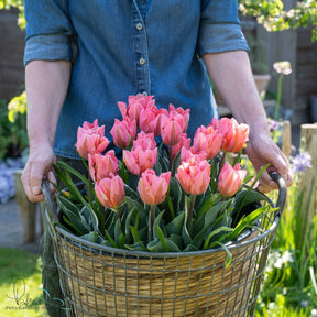 Pretty Princess - Tulips - Fluwel