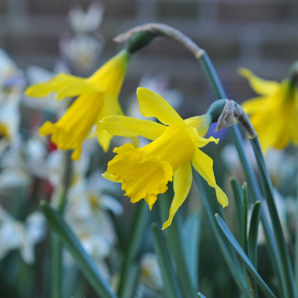 pumilus - Special Narcissus - Fluwel