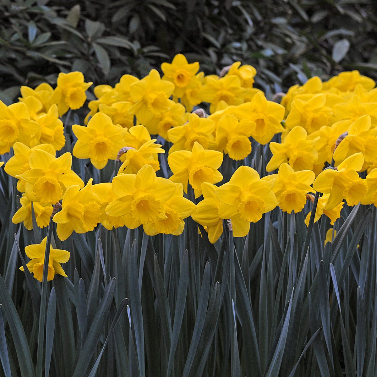 Queen Beatrix - gele Trumpet narcis - Fluwel