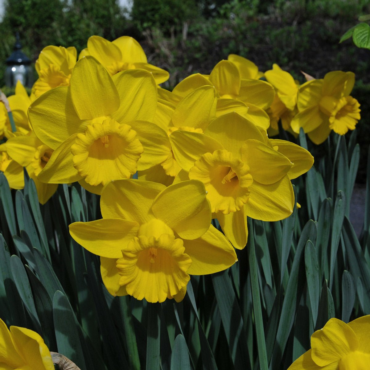 Queen Beatrix - gele Trumpet narcis - Fluwel