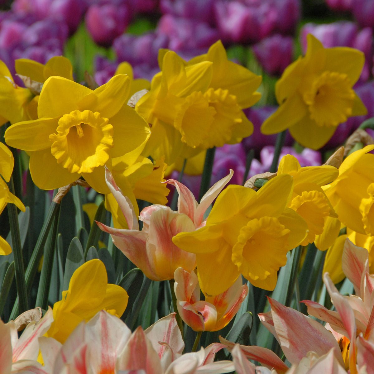 Queen Beatrix - gele Trumpet narcis - Fluwel