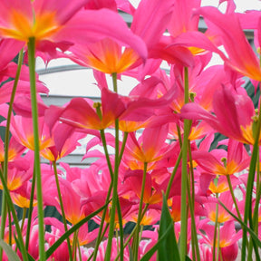 Queen Rania - Tulips - Fluwel