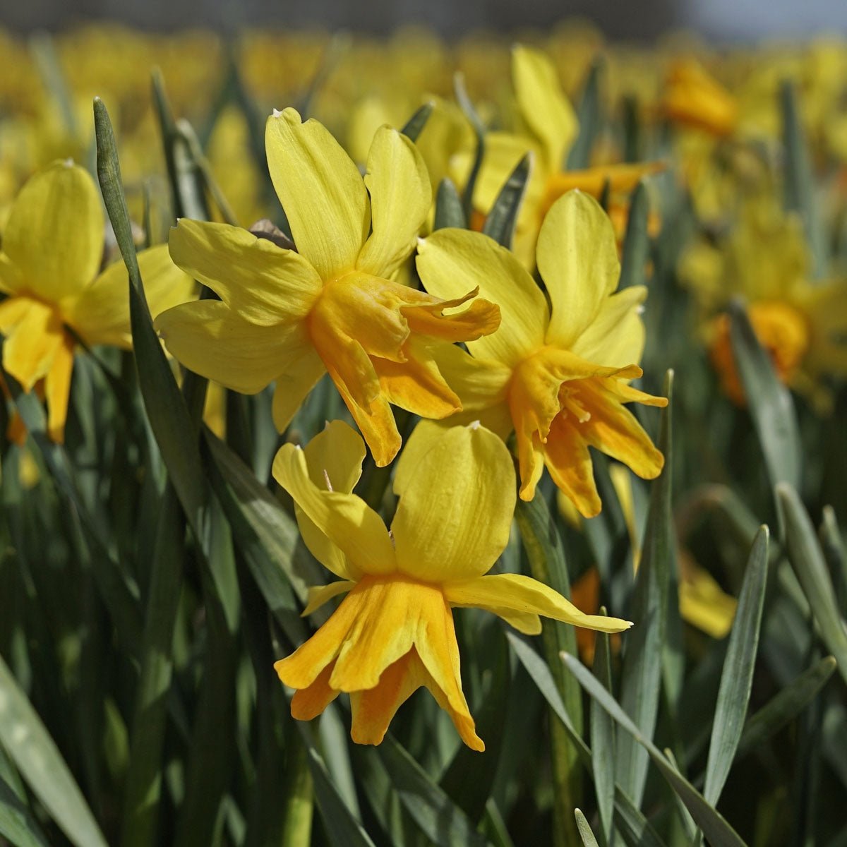 Rataplan - Narcissus - Fluwel