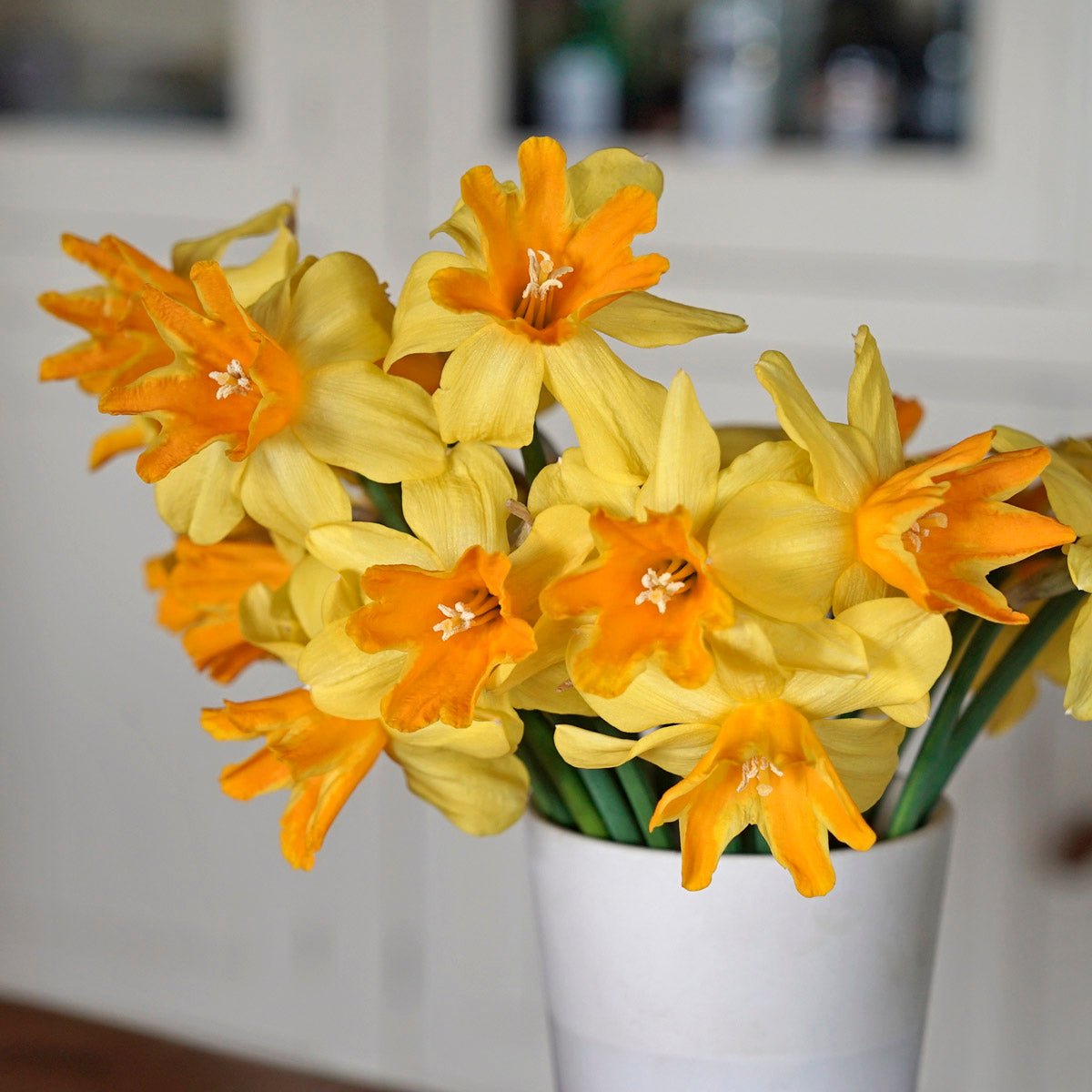 Rataplan - meerkleurige narcis - Fluwel