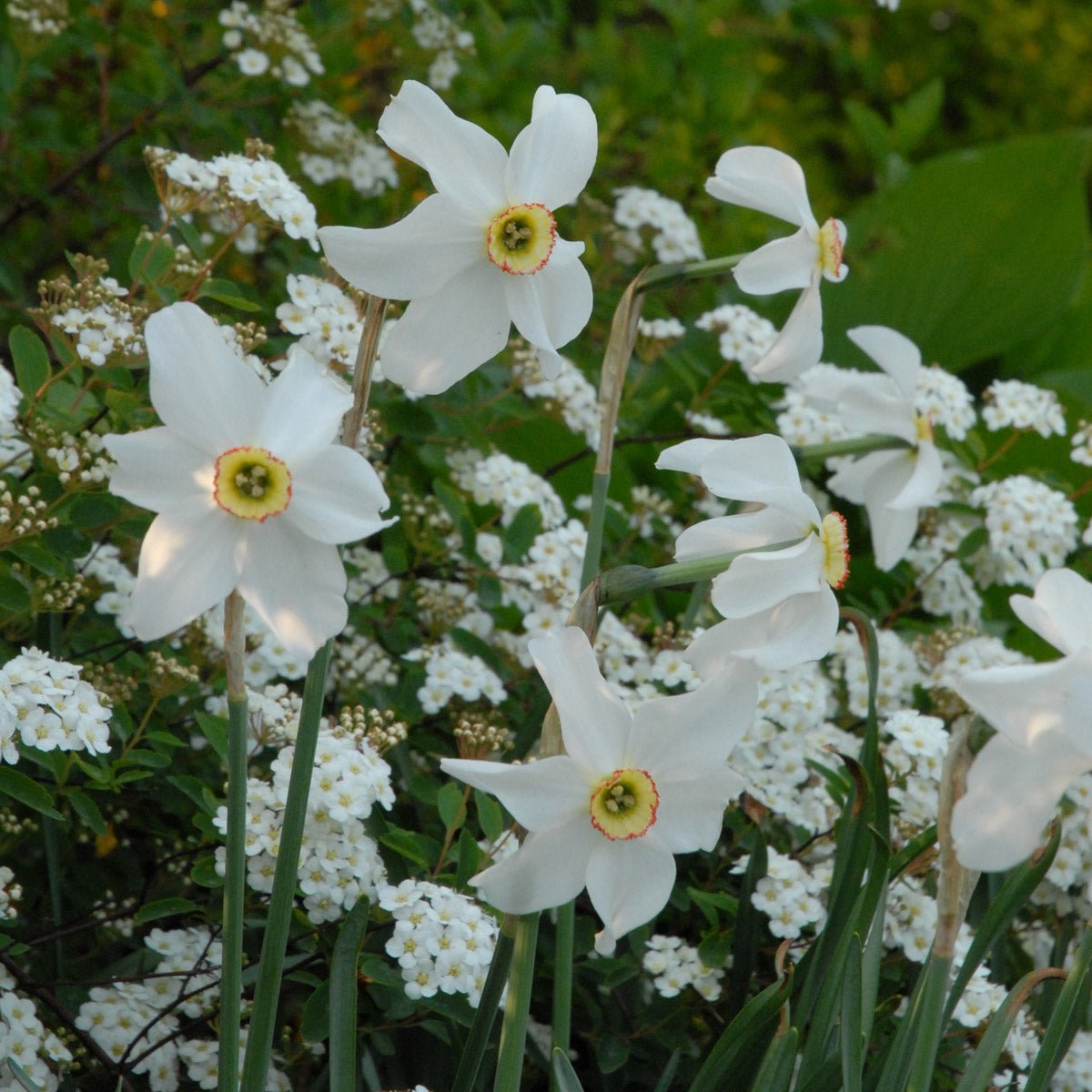 Recurvus - Narcissus - Fluwel