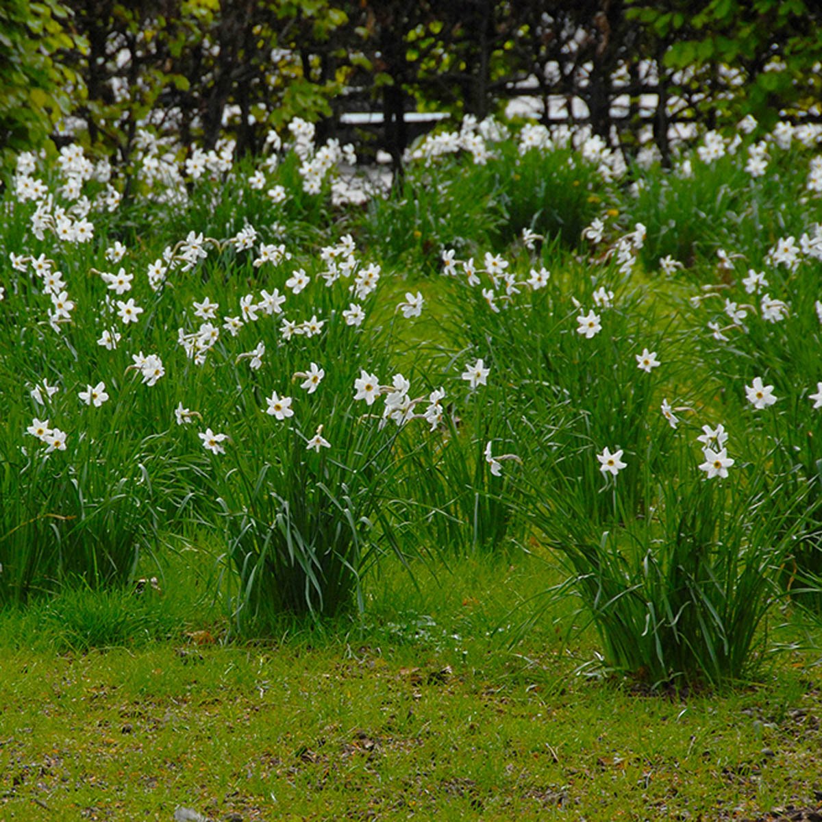 Recurvus - Narcissus - Fluwel