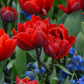 Red Princess - Tulips - Fluwel