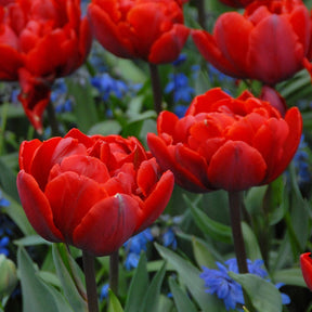 Red Princess - Tulips - Fluwel