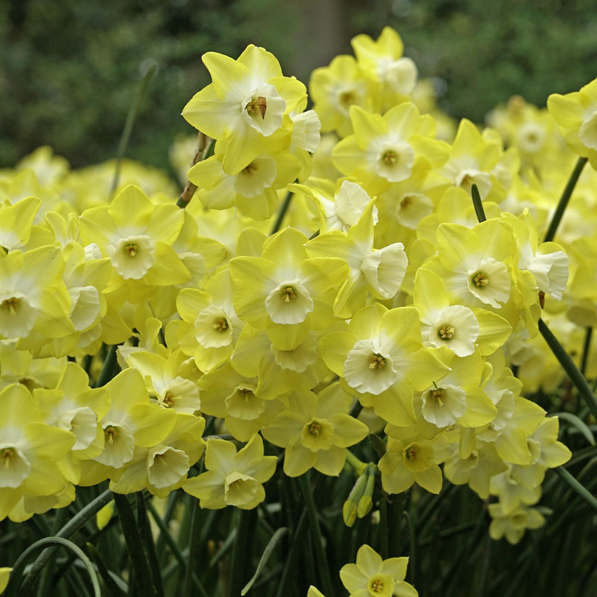 Regeneration - gele Jonquilla narcis - Fluwel