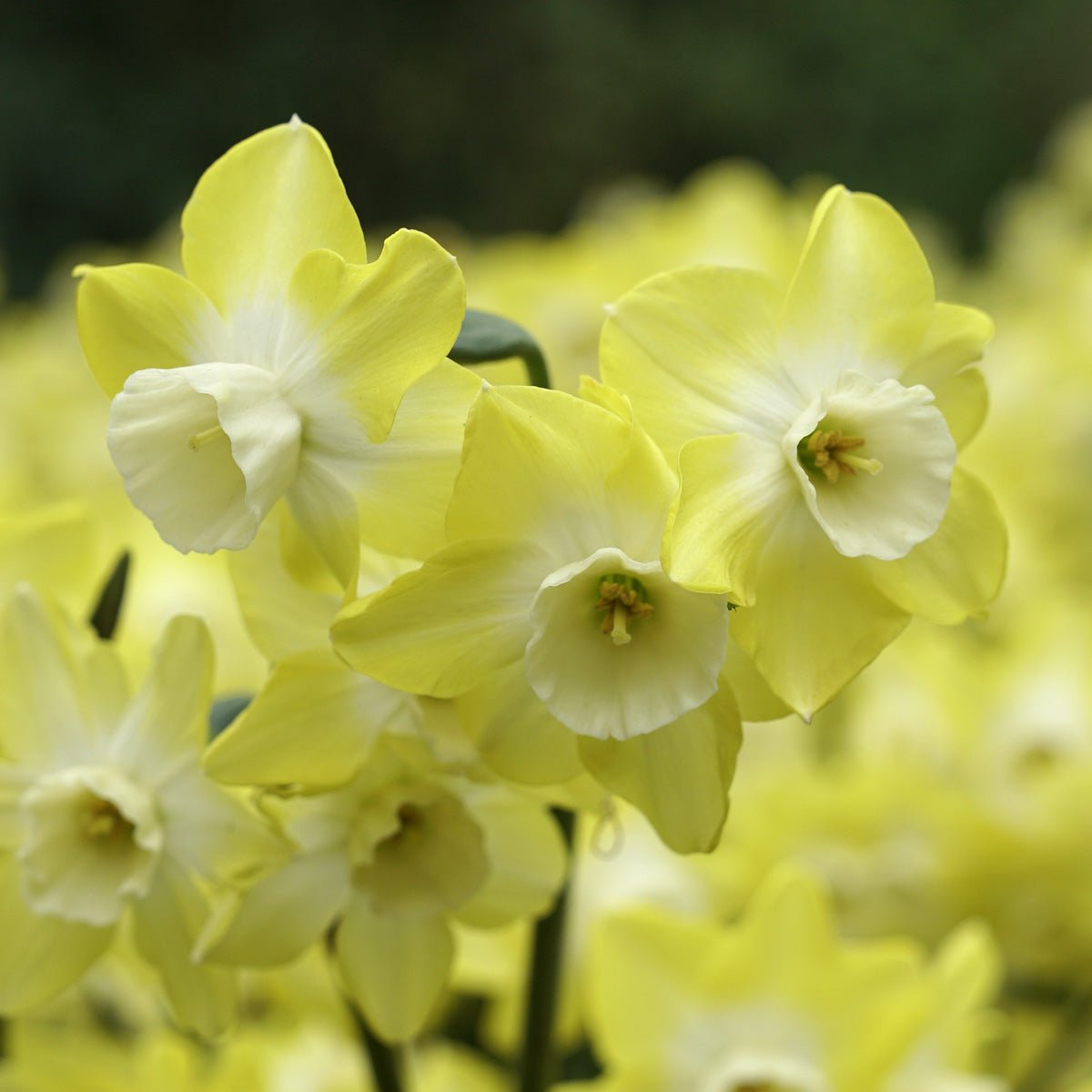 Regeneration - Narcissus - Fluwel