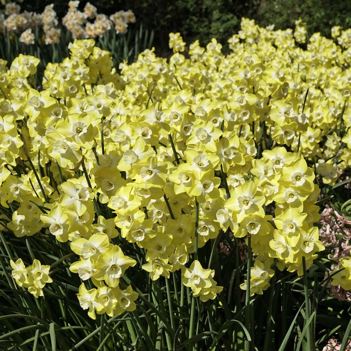 Regeneration - gele Jonquilla narcis - Fluwel