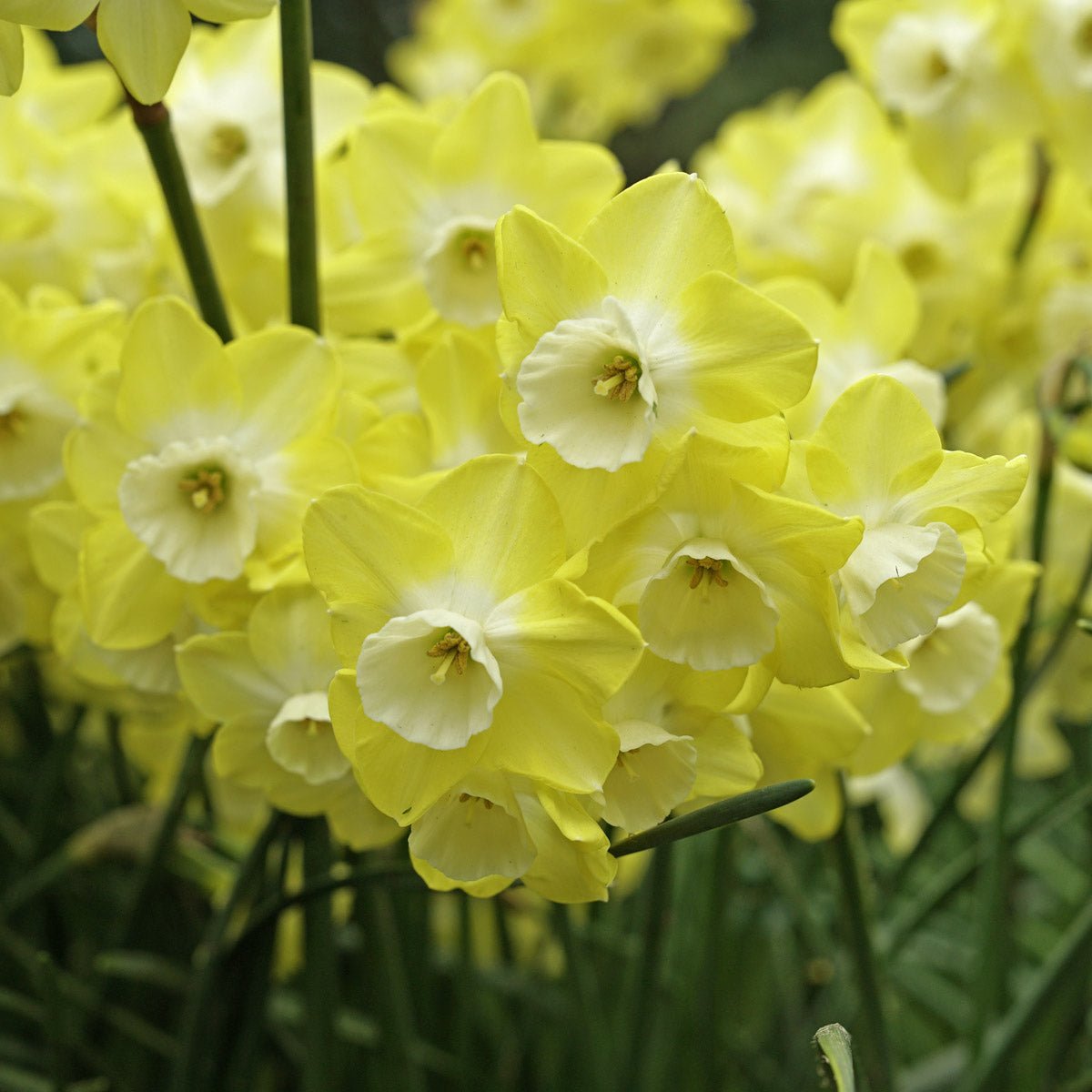 Regeneration - Narcissus - Fluwel