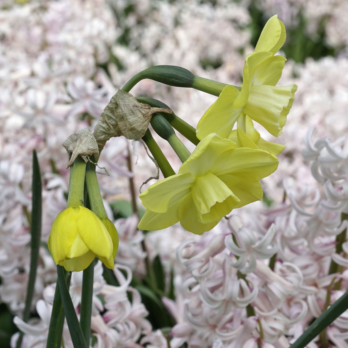 Regeneration - gele Jonquilla narcis - Fluwel