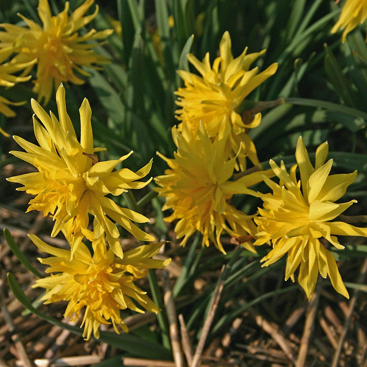 Rip van Winkle - gele Double narcis - Fluwel