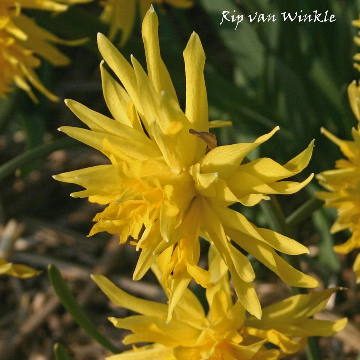 Rip van Winkle - gele Double narcis - Fluwel