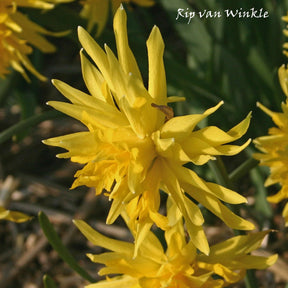 Rip van Winkle - Narcissus - Fluwel