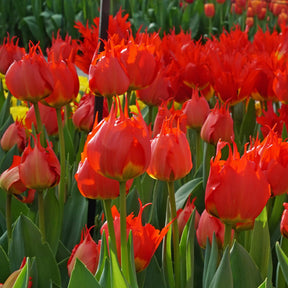 Robbedoes - Tulips - Fluwel
