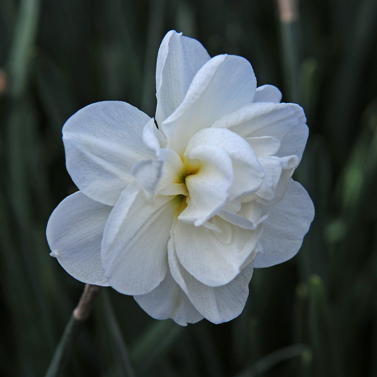 Rose of May - Narcissus - Fluwel