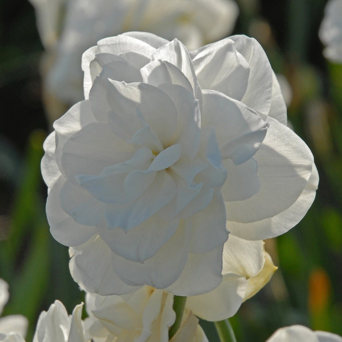 Rose of May - Narcissus - Fluwel