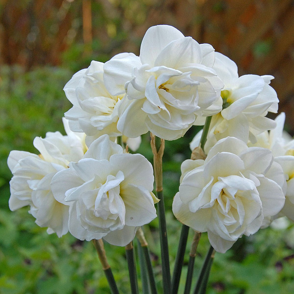 Rose of May - Narcissus - Fluwel