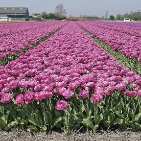 Rosy Diamond - Tulips - Fluwel