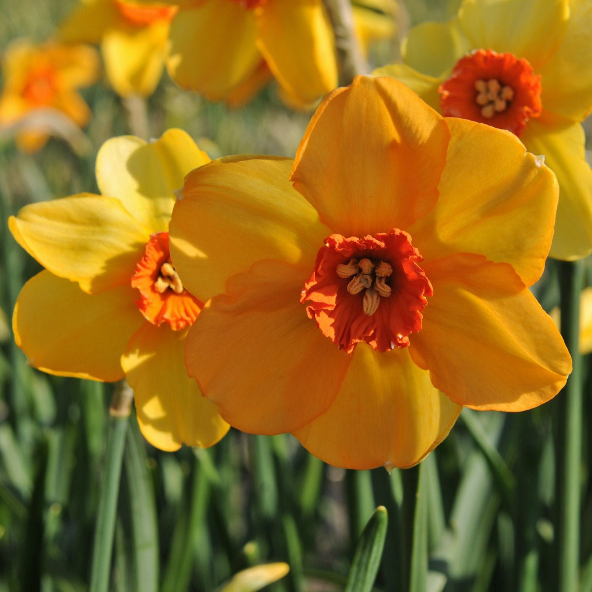 Sabine Hay - geel-oranje-rode Small-cupped narcis - Fluwel