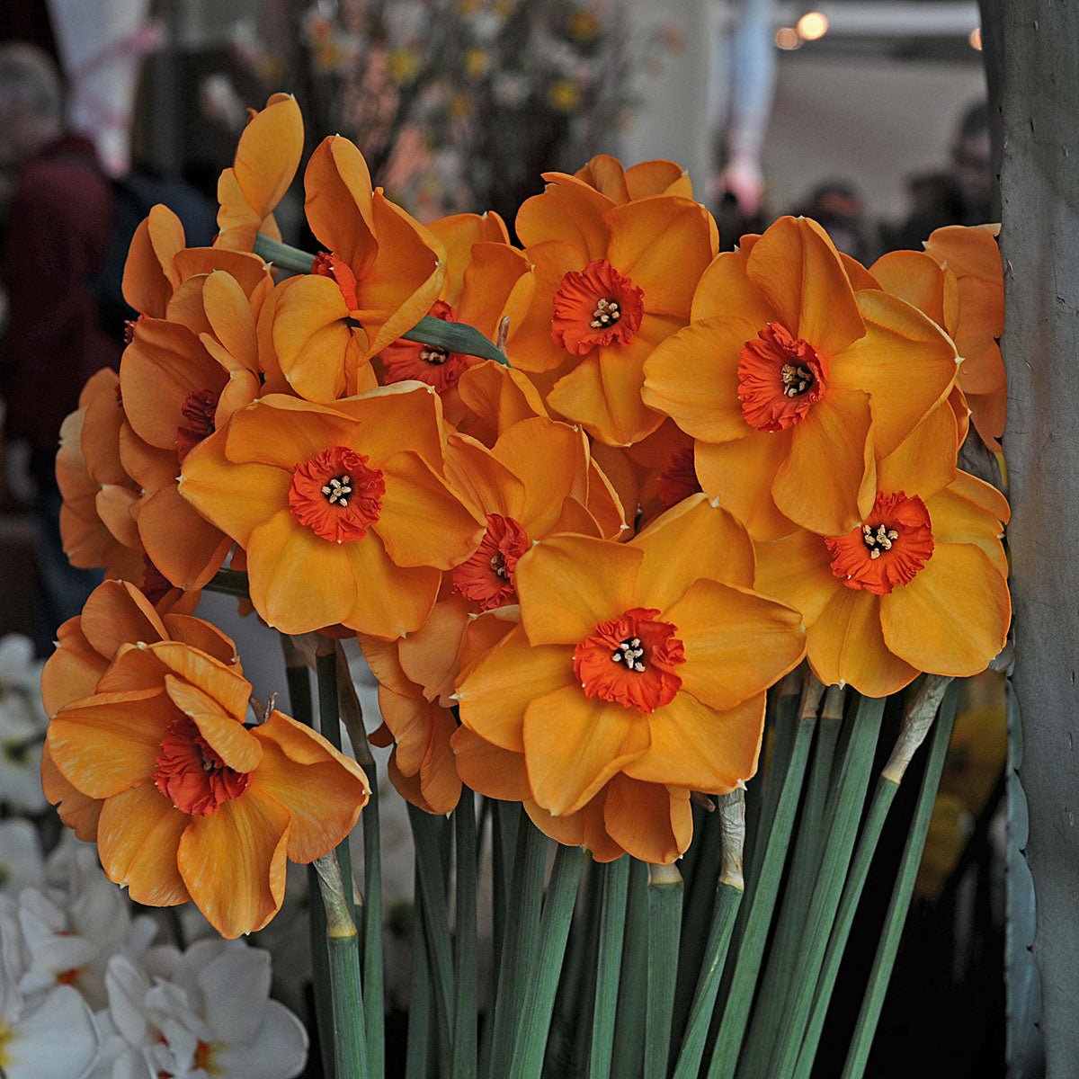 Sabine Hay - Special Narcissus - Fluwel