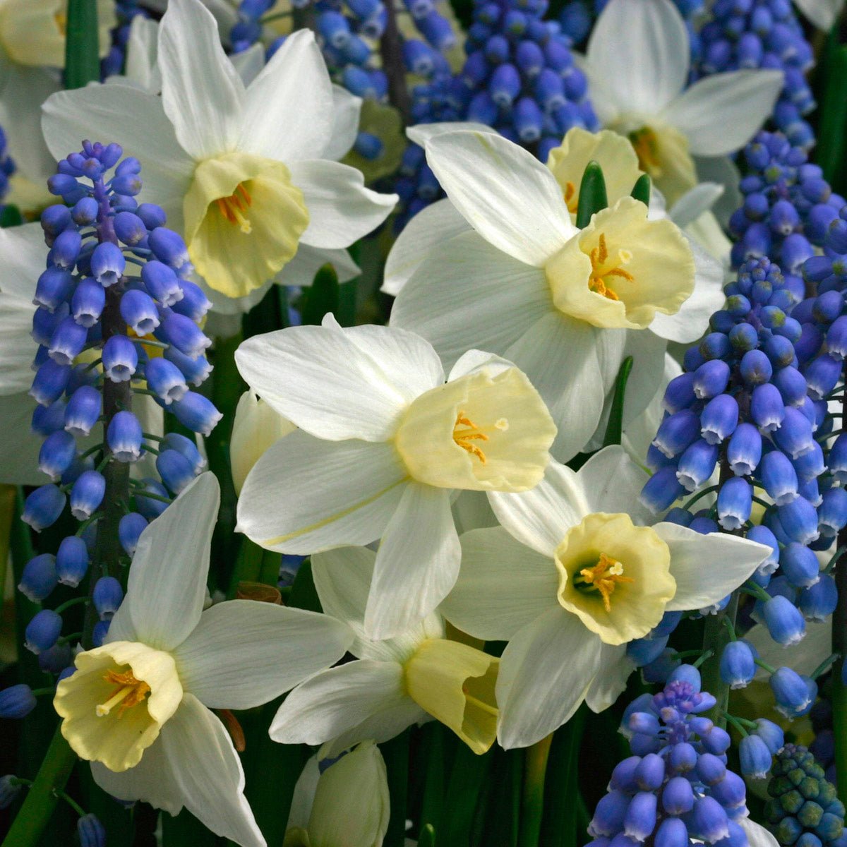 Sailboat - Narcissus - Fluwel