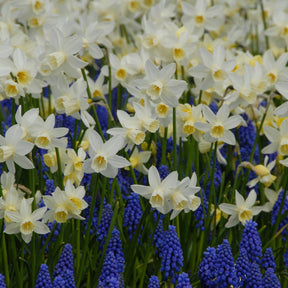 Sailboat - Narcissus - Fluwel