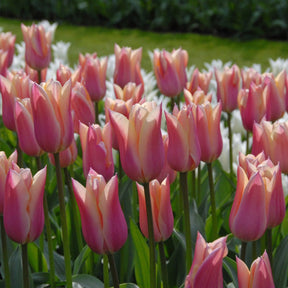 Sanne - Tulips - Fluwel