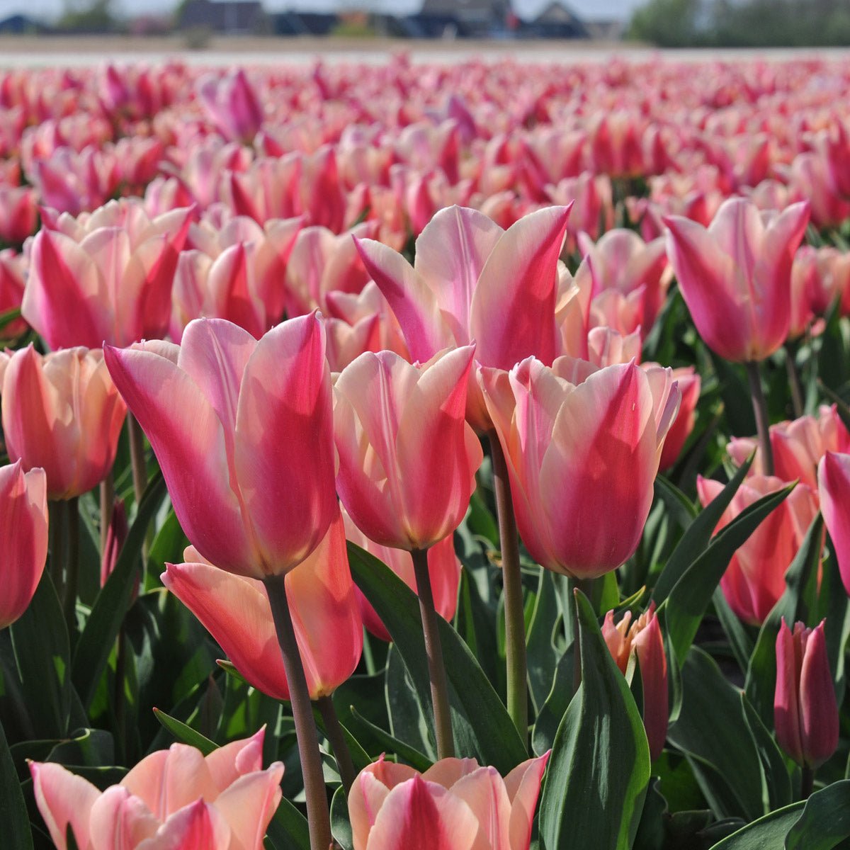Sanne - Tulips - Fluwel