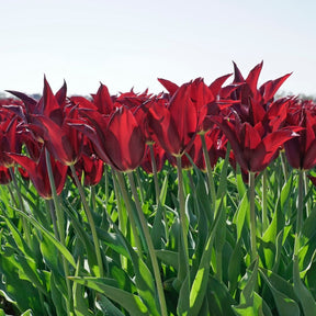 Sarah Raven - Tulips - Fluwel
