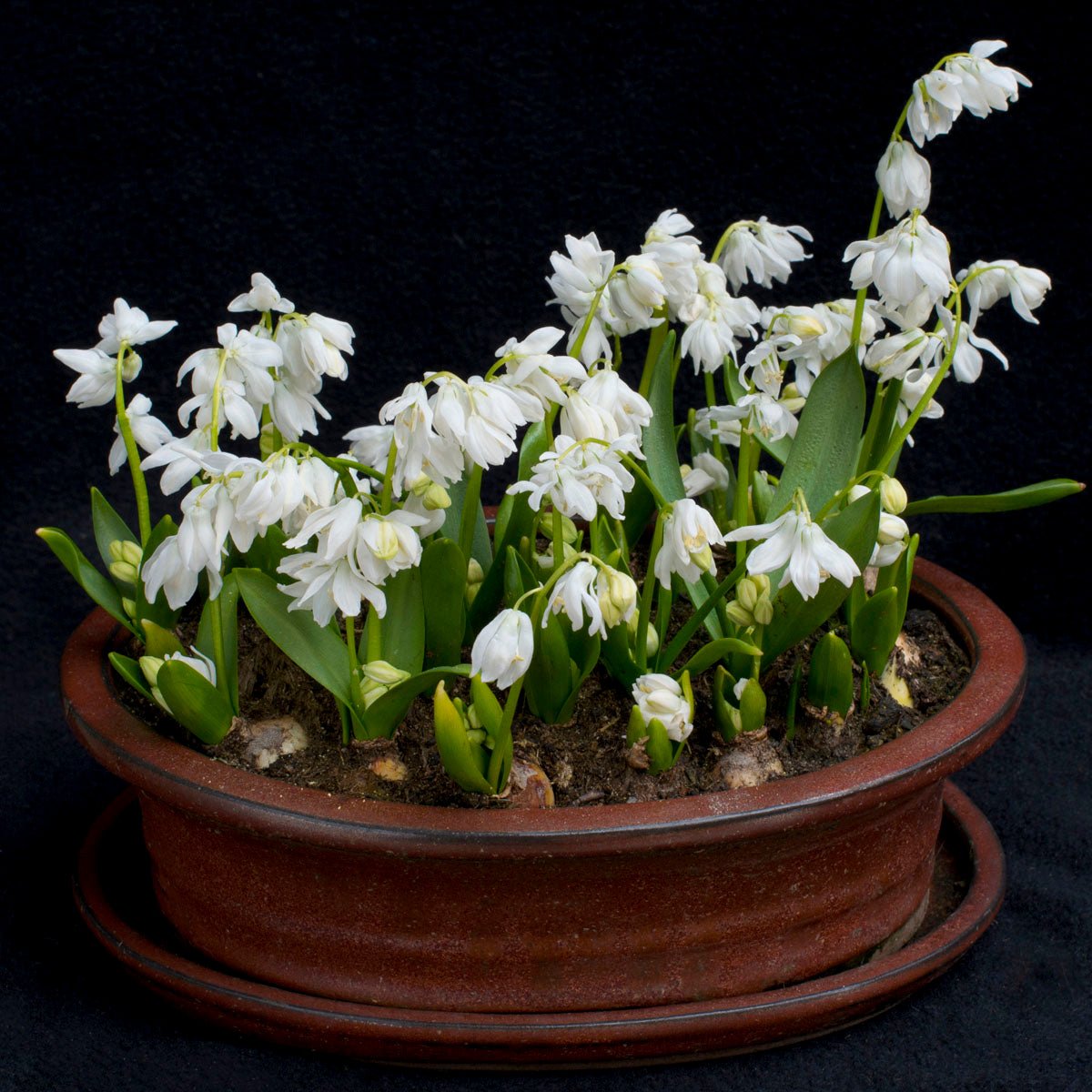Scilla siberica Alba - Spring specialty bulbs - Fluwel
