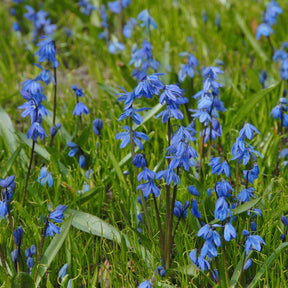 Scilla siberica - Spring specialty bulbs - Fluwel