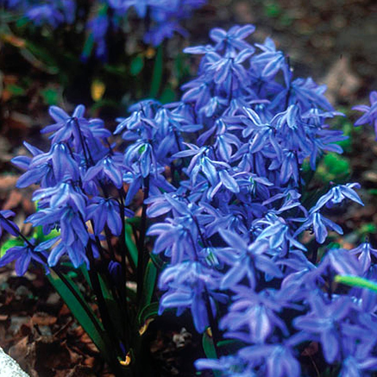 Scilla siberica - blauwe scilla - Fluwel