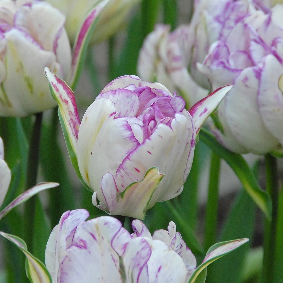 Shirley Double - Tulips - Fluwel