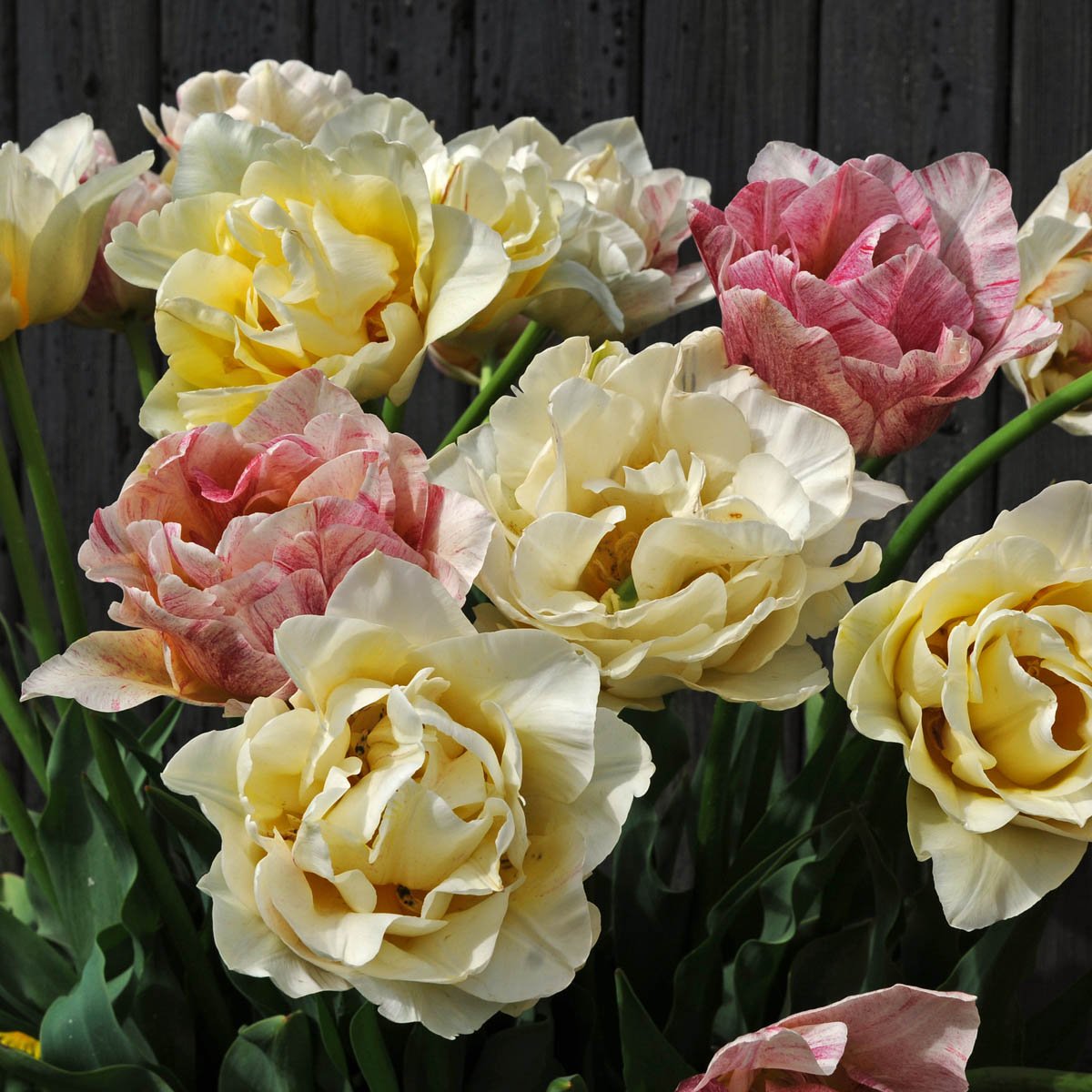 Silk Road - Tulips - Fluwel