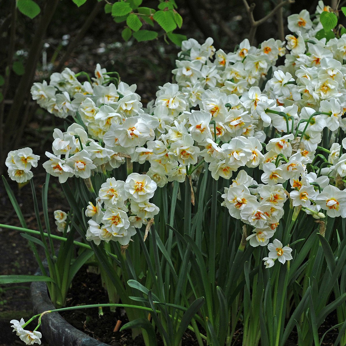 Sir Winston Churchill - meerkleurige Double narcis - Fluwel