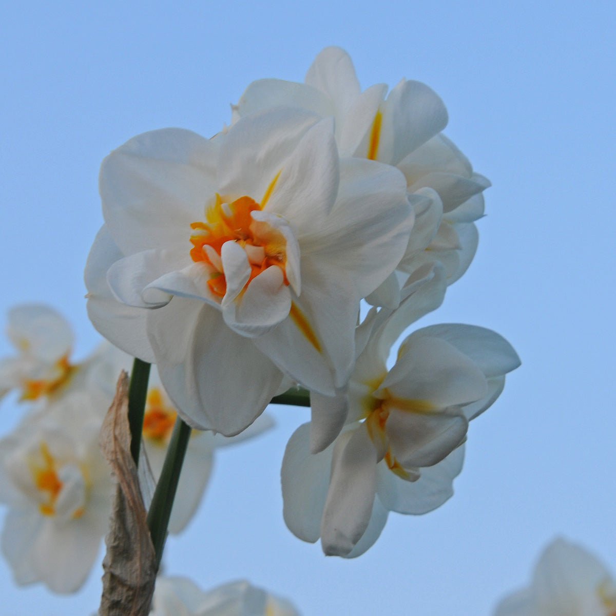 Sir Winston Churchill - Narcissus - Fluwel