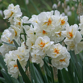 Sir Winston Churchill - Narcissus - Fluwel