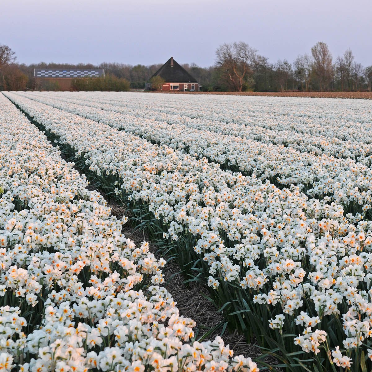 Sir Winston Churchill - meerkleurige Double narcis - Fluwel