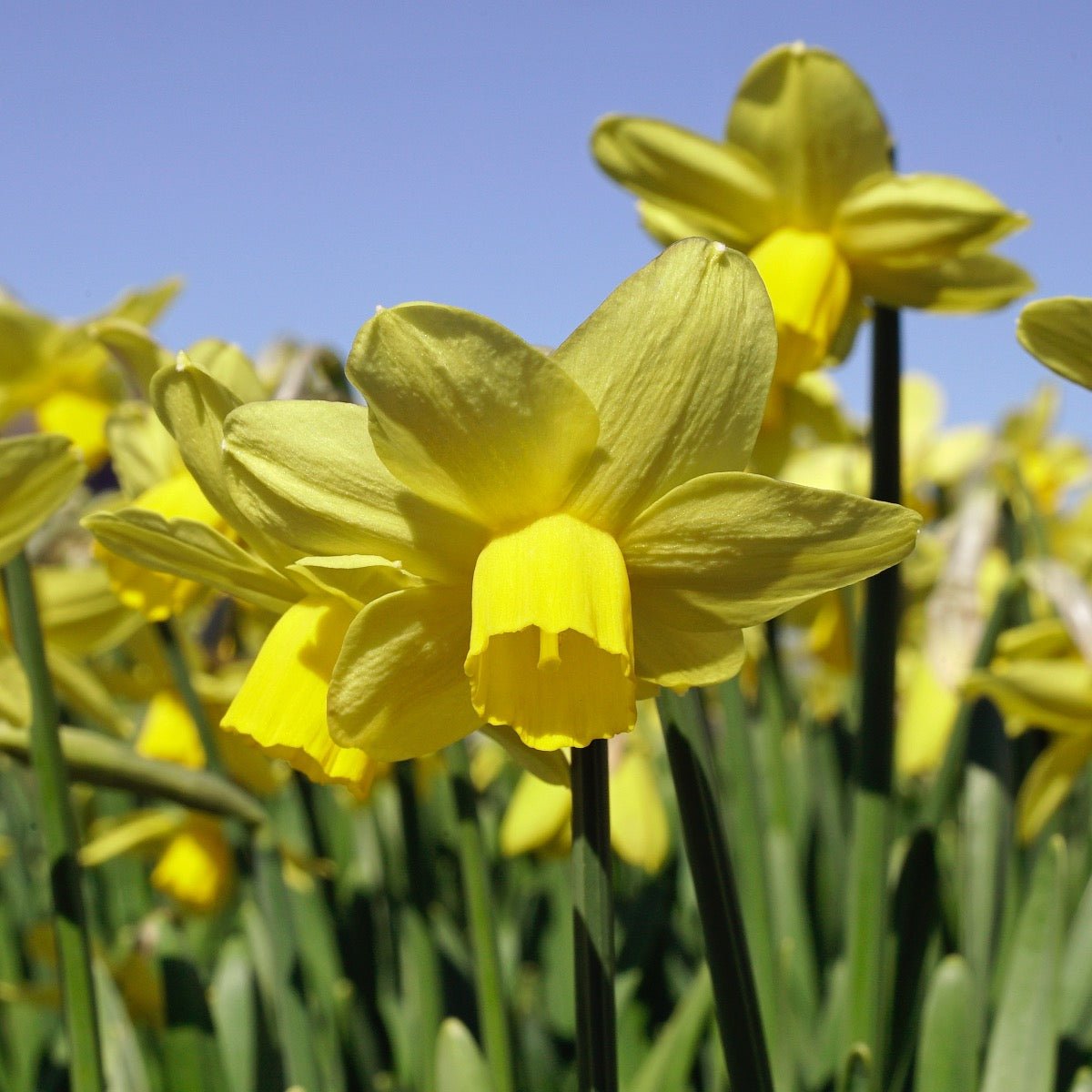 Sissy - gele Cyclamineus narcis - Fluwel