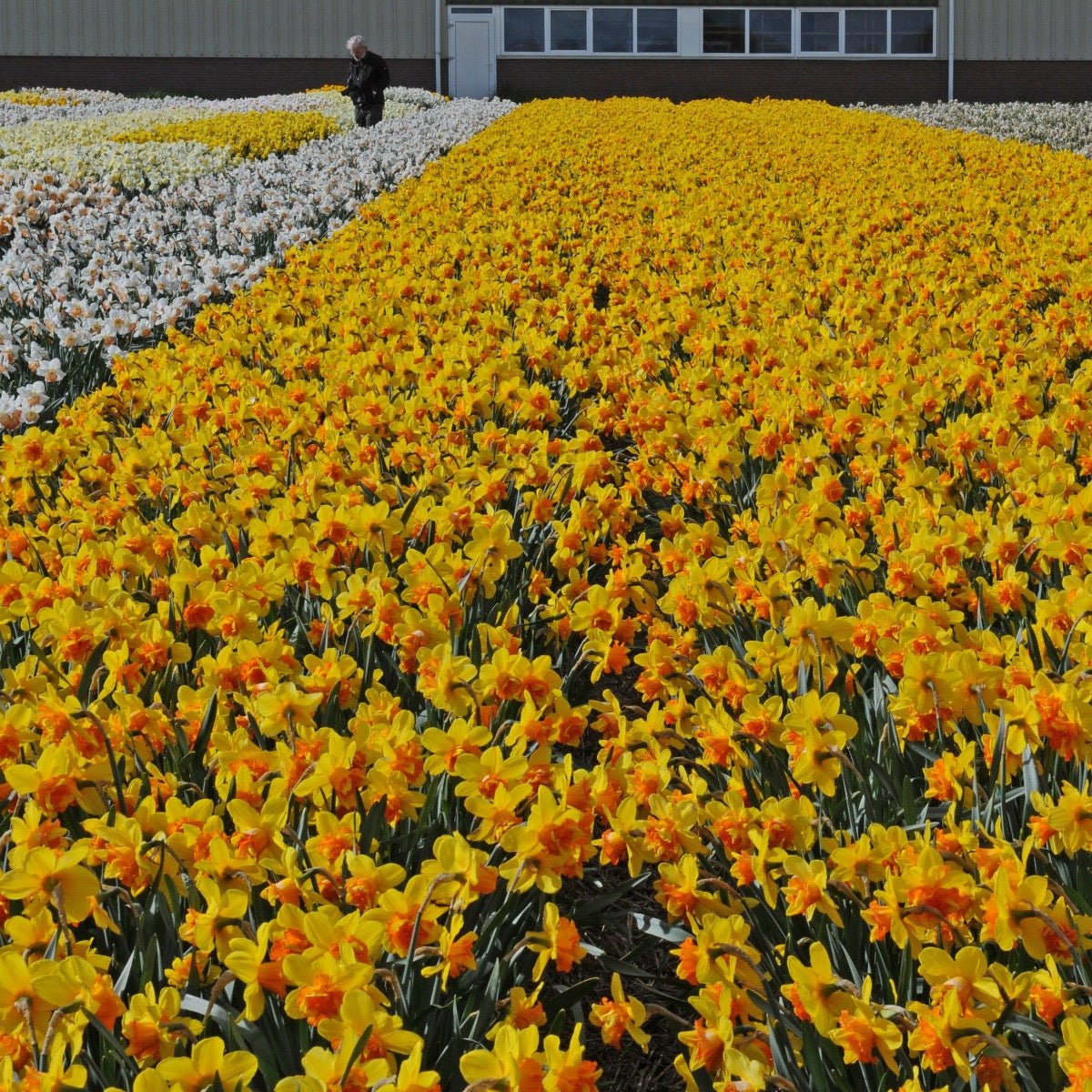 Sizzling Fire - meerkleurige narcis - Fluwel