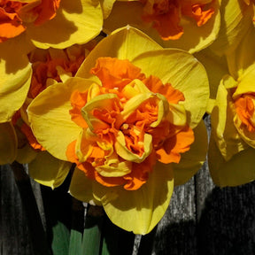 Sizzling Fire - Narcissus - Fluwel