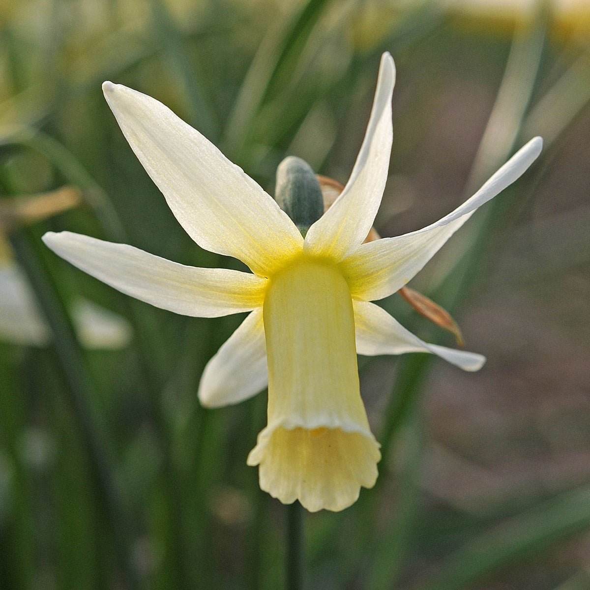 Snipe - witte Cyclamineus narcis - Fluwel