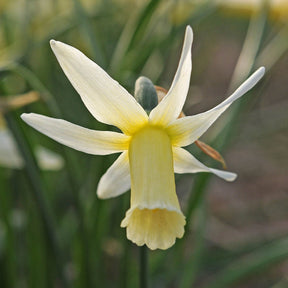 Snipe - Narcissus - Fluwel