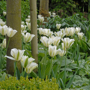 Spring Green - Tulips - Fluwel